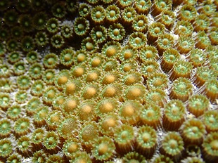Orbicella faveolata grown in a lab, spawning on the reef.