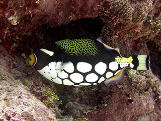 Clown triggerfish in coral reef habitat off the coast of CNMI
