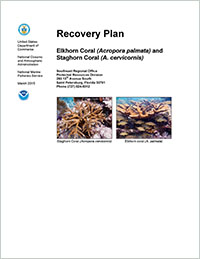Cover for Recovery Plan for Elkhorn Coral (Acropora palmata) and Staghorn Coral (A. cervicornis)