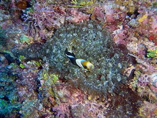 Sea anemone with anemonefish in coral reef habitat off the coast of Saipan, CNMI