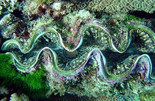 Giant clam in coral reef habitat off the coast of Guam