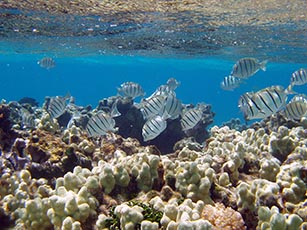 Coral reef habitat off the coast of the Hawaiian Islands