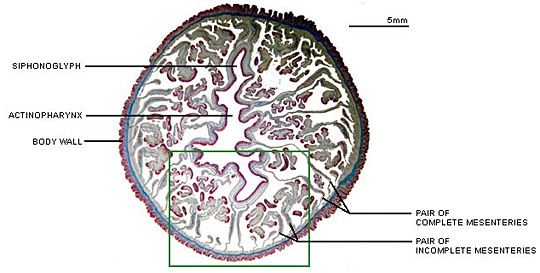 Cross-sectional view of an anthozoan polyp