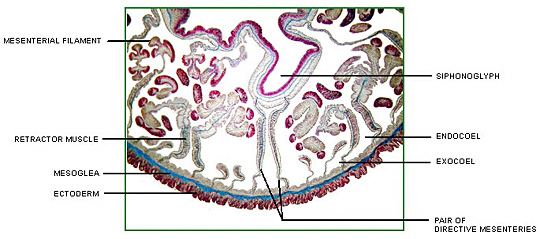 Cross-sectional view of an anthozoan polyp