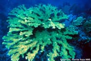 Elkhorn coral