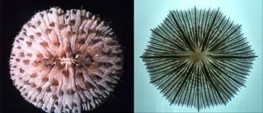 Images of Fungia sp.