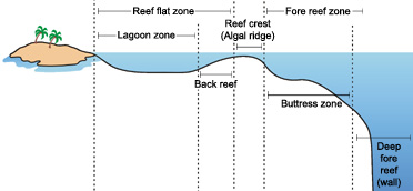 Graphic of typical coral reef zones.