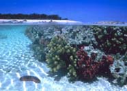 Image of tagoon and back reef