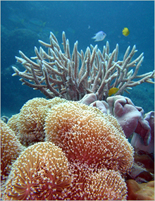 Eddie Reef near Mission Beach, Queensland