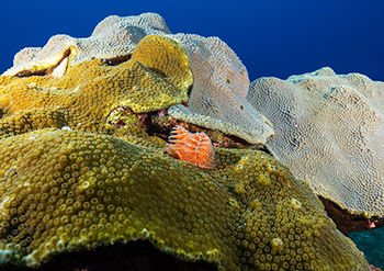Christmas tree worm on mountainous star coral in Flower Garden Banks National Marine Sanctuary.