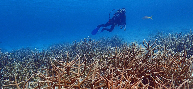 A scuba diver swims over orange branching coral in clear blue water.