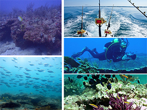 mosaic of images of reefs, scuba divers and recreational fishing