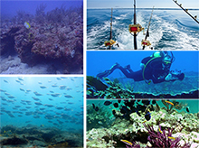 mosaic of images of reefs, scuba divers and recreational fishing