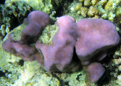 A colony of Goniastrea stelligera, Chuuk. Photo copyright Douglas Fenner.