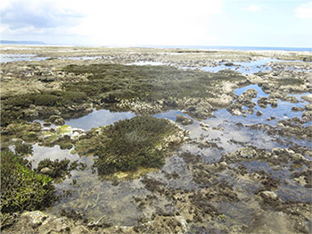 Exposed Acropora cf.
pulchra on Guam, low tide event 2015