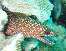 Grazing parrotfish