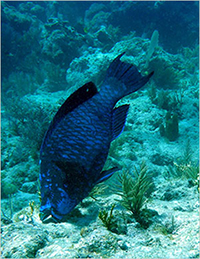 Grazing parrotfish