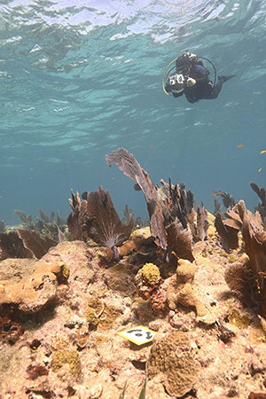 Diver collects photographs of Eastern Dry Rocks reef before restoration