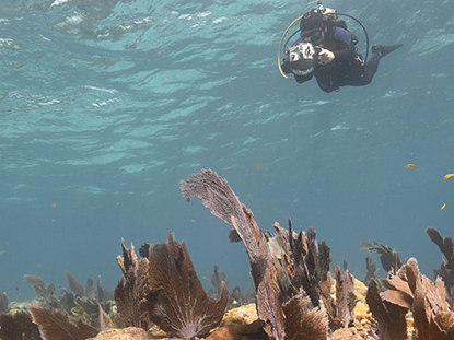 Diver collects photographs of Eastern Dry Rocks reef before restoration