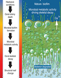 Effects of marine heatwaves on corals - infographic