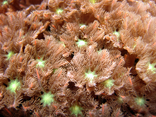 Cover - The Octocoral Fishery in the Southeastern U.S. and Gulf of Mexico