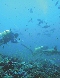 Grazing parrotfish