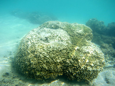 Coconut Point Bleaching