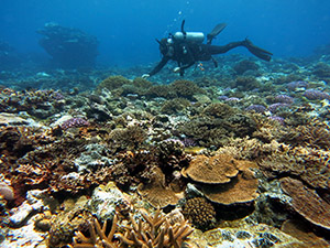 Fagatele Bay  Bleaching 