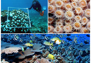 coral reef ecosystem showing swimming fish and a diver conducting monitoring
