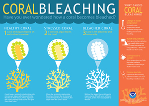 Coral Bleaching Infographic
