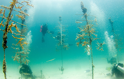 Underwater image of divers placing coral fragments on coral nursery site.