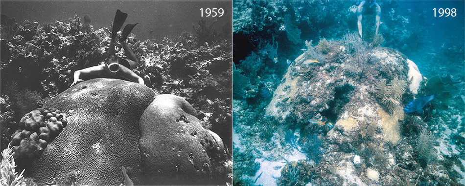 Florida Grecian Rocks 1959/1998 photo comparison