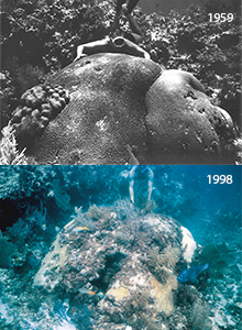 Comparison of large reef building coral between 1959 and 1998 showing decline