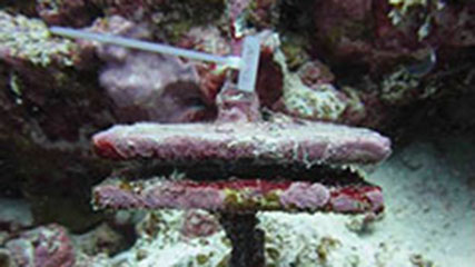 photograph of diver on calcified corals