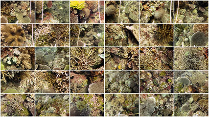 Photographs of the seafloor (photo quadrat) collected at the Climate Monitoring