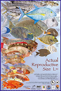 An image of a poster depicting the L-50, or length at which half the fish in that species contain mature reproductive organs, for reference for fishermen, teachers, and others.