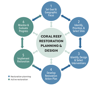 The six steps of the Coral Reef Restoration Planning and Design Cycle include: 1. Set goal and geographic focus. 2. Identify, prioritize, and select sites. 3. Identify, design, and select interventions. 4. Develop Restoration Action Plan. 5. Implement restoration. 6. Monitor and evaluate progress.