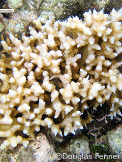 A colony of Seriatopora aculeata, Samoa. Photo copyright Douglas Fenner.