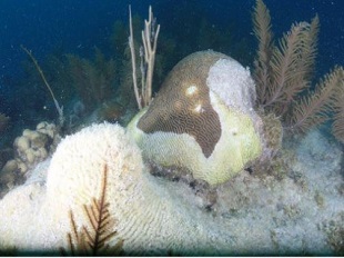 The recent death of the brain coral in the foreground indicates the diseased coral next to it will likely suffer the same fate in Looe Key