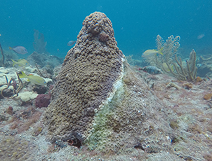 Coral mound with healthy brown coral polyps, diseased polyps, and dead white polyps