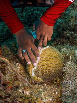 A person applies a white paste to a yellow round coral by hand. 