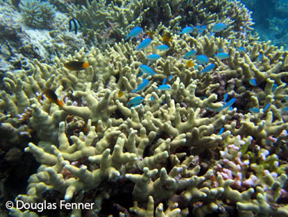 A large colony of Porites cylindrica, Vava'u Islands, Tonga.