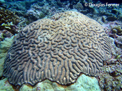 A colony of Lobophyllia radians, Wake Island.