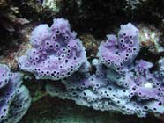 Image of sponges