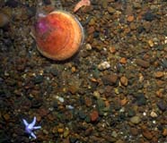 Image of a living scallop