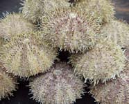 Image of sea urchins