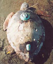 Image of a loggerhead turtle