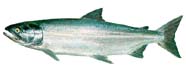 Image of a salmon