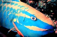 Image of spotlight parrotfish (anterior end)