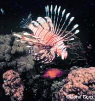 Image of lionfish